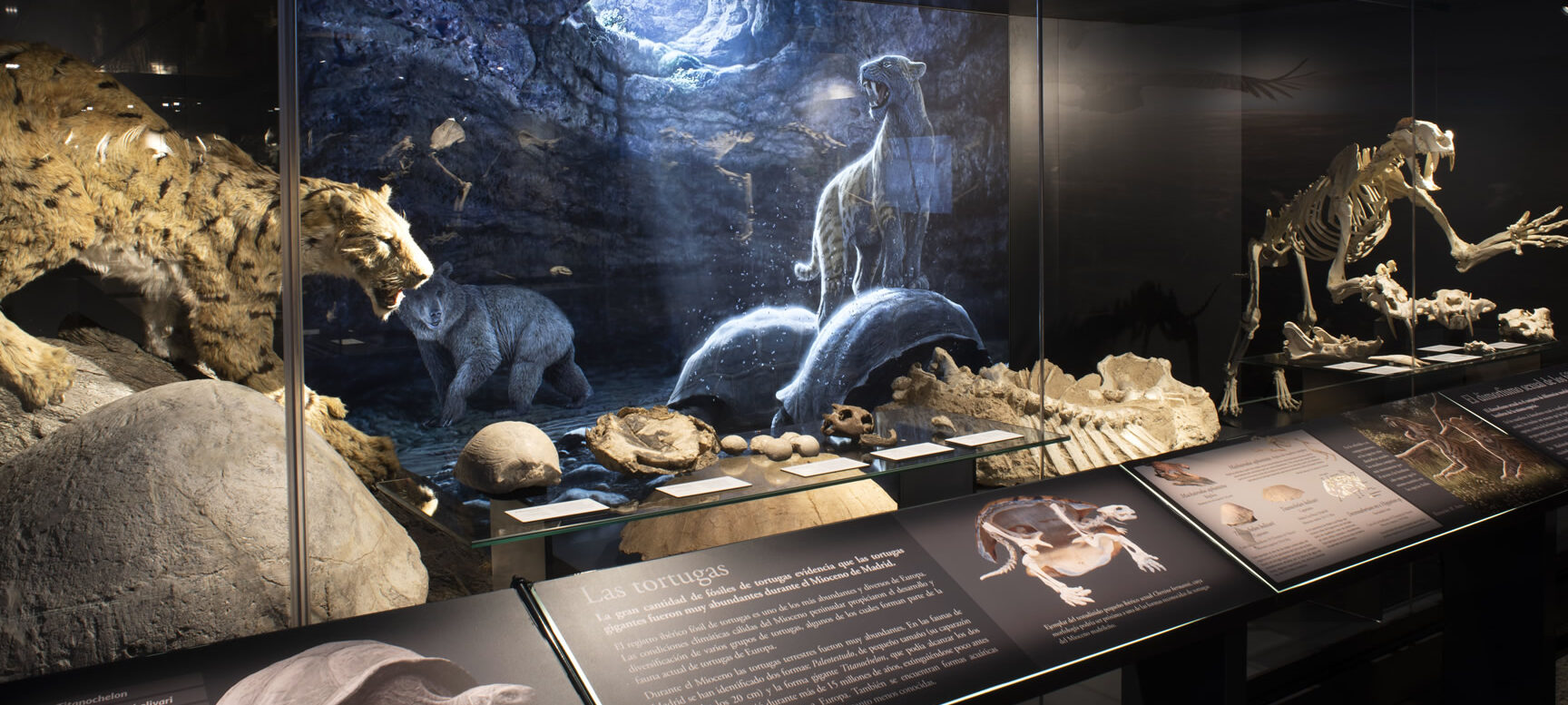 Museo Arqueológico y Paleontológico de la Comunidad de Madrid		Alcalá de Henares	Madrid	Museo