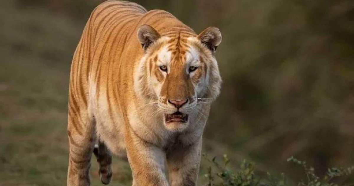 El parque nacional donde se ha encontrado al tigre dorado