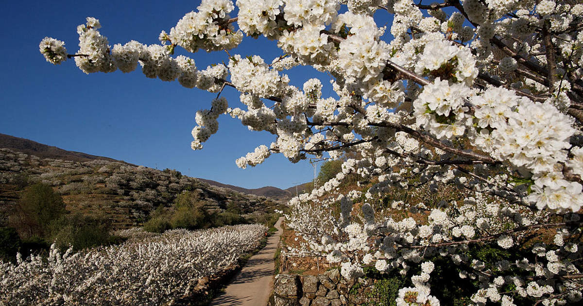 fechas y claves para disfrutar de la primavera en el Valle del Jerte