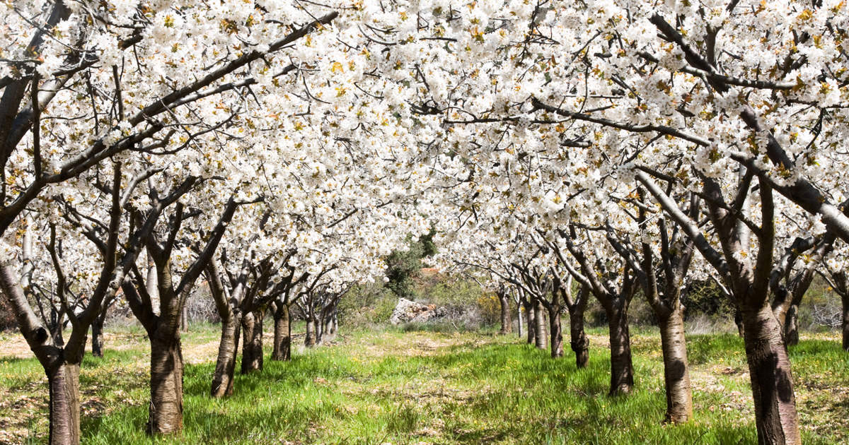 fechas, rutas y experiencias para ver los cerezos en flor