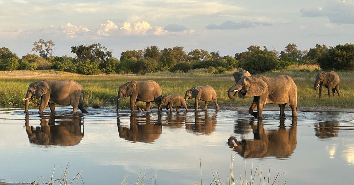 Linyanti, el río de recreo de los elefantes en Botswana