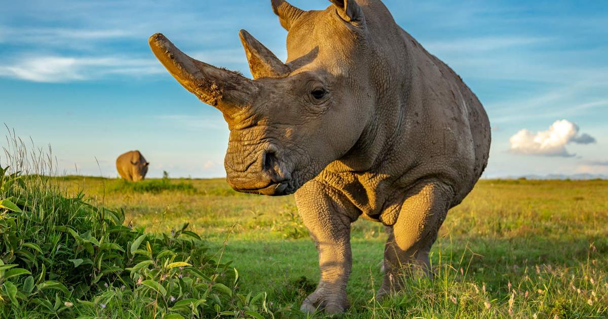 Caminando entre los últimos rinocerontes blancos del planeta