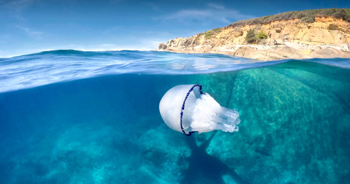 Las medusas más peligrosas que se pueden encontrar en las playas de España