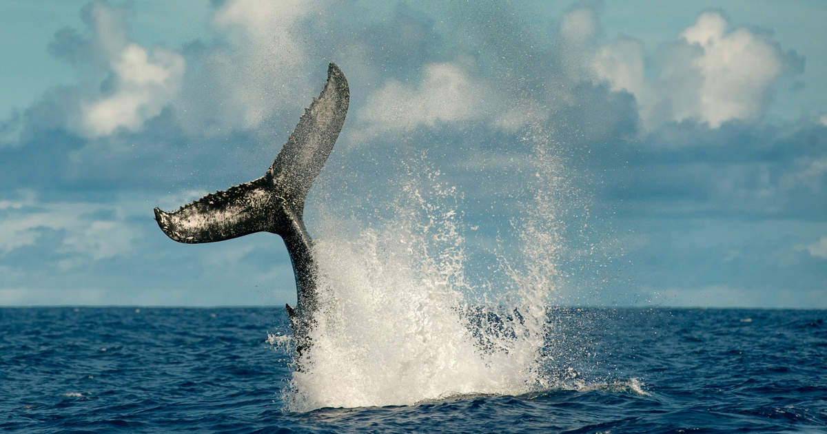La única suite de Europa con un observatorio de ballenas está en las Azores