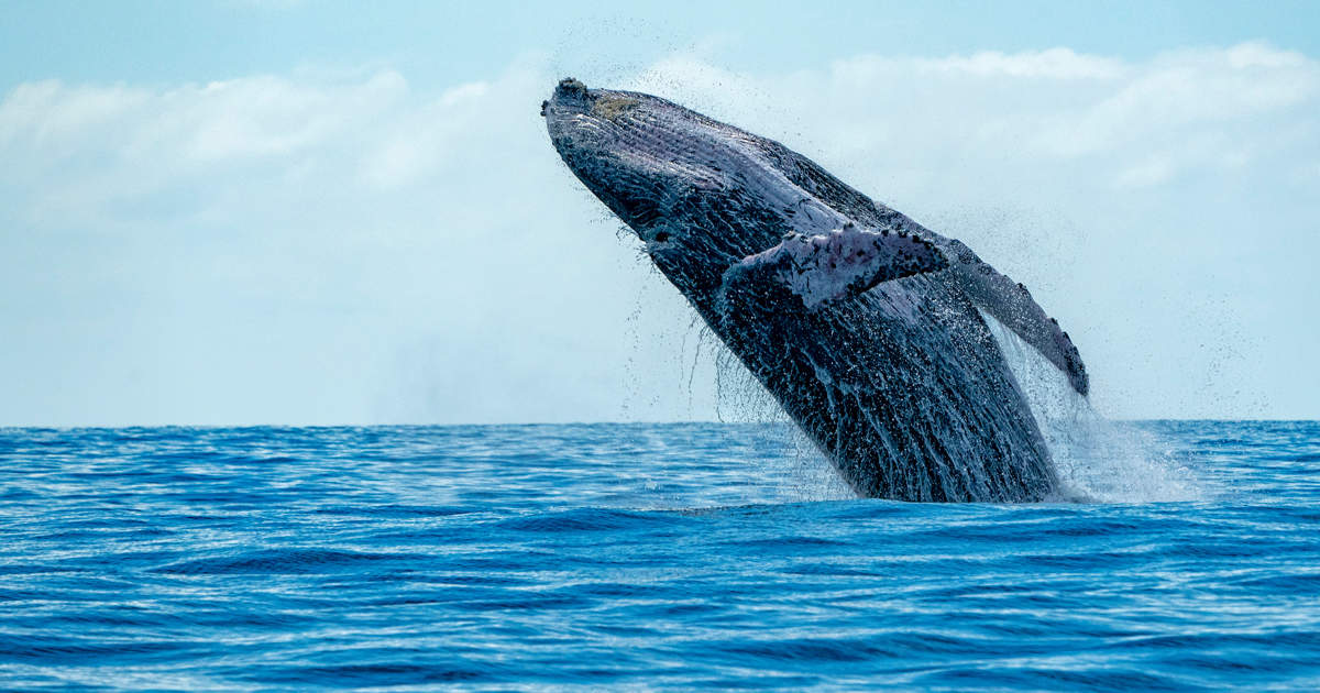 los mejores lugares del mundo para avistar ballenas