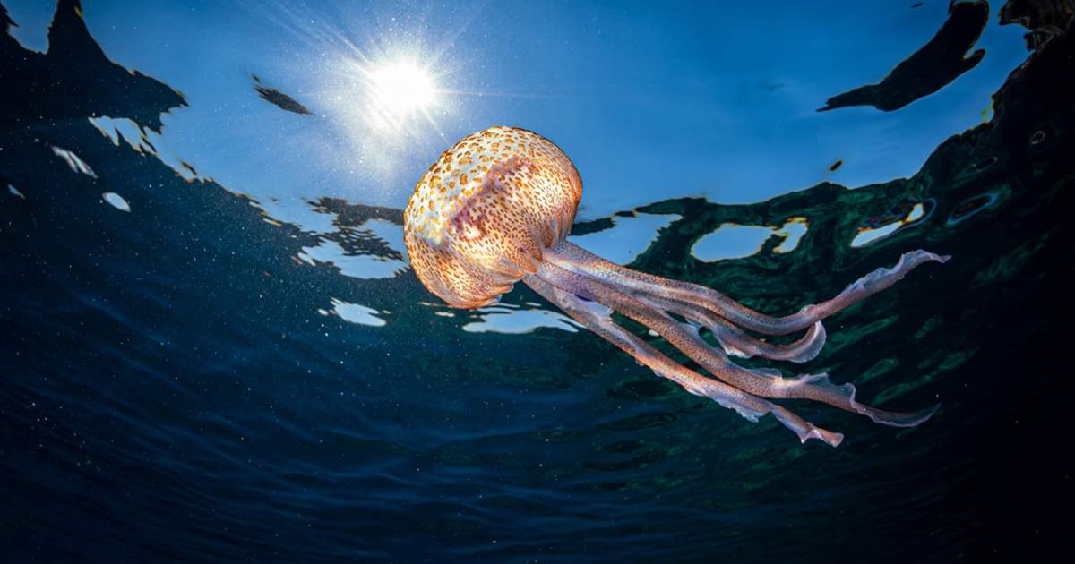 Estas son las playas de España con riesgo de medusas este fin de semana (5-7 de julio)